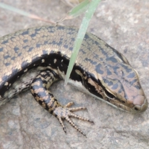 Eulamprus heatwolei at Tharwa, ACT - 21 Dec 2015 06:38 PM