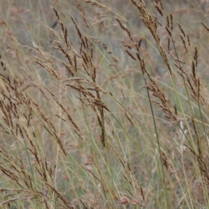 Sorghum leiocladum at Tharwa, ACT - 21 Dec 2015