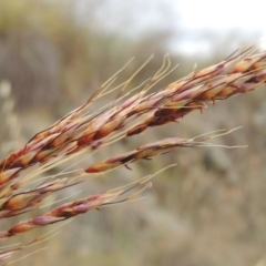 Sorghum leiocladum at Tharwa, ACT - 21 Dec 2015