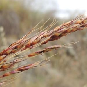 Sorghum leiocladum at Tharwa, ACT - 21 Dec 2015 06:57 PM