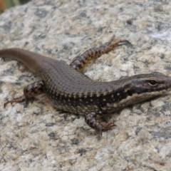 Eulamprus heatwolei (Yellow-bellied Water Skink) at Paddys River, ACT - 21 Dec 2015 by michaelb
