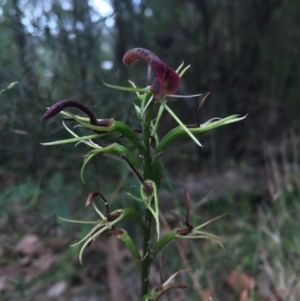 Cryptostylis leptochila at undefined - suppressed