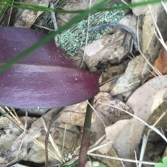 Cryptostylis leptochila at undefined - suppressed