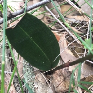 Cryptostylis leptochila at undefined - suppressed