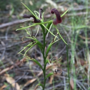 Cryptostylis leptochila at undefined - suppressed