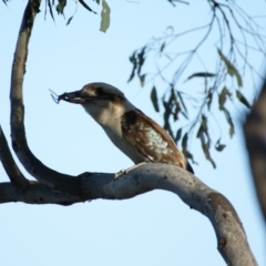 Dacelo novaeguineae (Laughing Kookaburra) at Red Hill, ACT - 20 Dec 2015 by roymcd