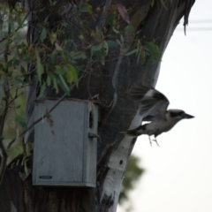 Dacelo novaeguineae at Red Hill, ACT - 20 Dec 2015 07:35 PM