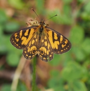 Oreixenica lathoniella at Cotter River, ACT - 29 Feb 2016