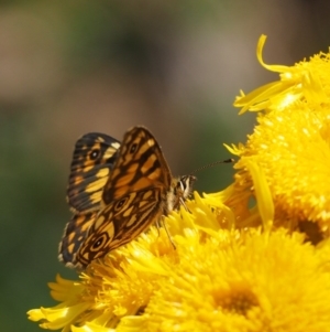 Oreixenica lathoniella at Cotter River, ACT - 29 Feb 2016