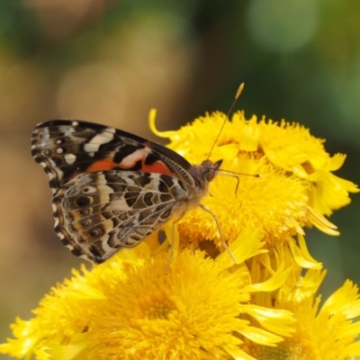 Vanessa kershawi (Australian Painted Lady) at Cotter River, ACT - 29 Feb 2016 by KenT