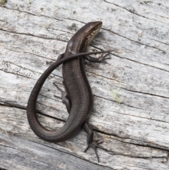 Pseudemoia entrecasteauxii (Woodland Tussock-skink) at Namadgi National Park - 29 Feb 2016 by KenT