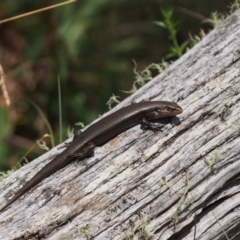 Pseudemoia entrecasteauxii at Cotter River, ACT - 29 Feb 2016