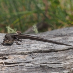 Pseudemoia entrecasteauxii at Cotter River, ACT - 29 Feb 2016