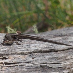 Pseudemoia entrecasteauxii at Cotter River, ACT - 29 Feb 2016