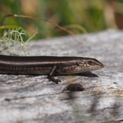 Pseudemoia entrecasteauxii at Cotter River, ACT - 29 Feb 2016