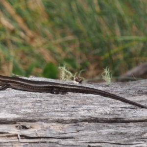 Pseudemoia entrecasteauxii at Cotter River, ACT - 29 Feb 2016