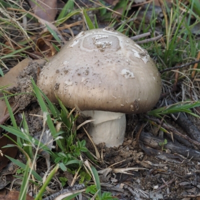 Amanita sp. (Amanita sp.) at Namadgi National Park - 17 Feb 2016 by KenT