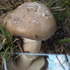 Amanita sp. at Tennent, ACT - 18 Feb 2016