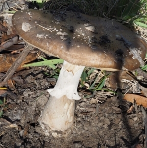 Amanita sp. at Tennent, ACT - 18 Feb 2016