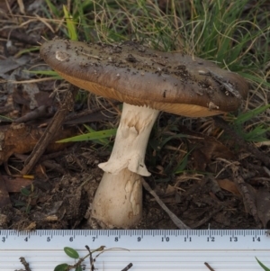 Amanita sp. at Tennent, ACT - 18 Feb 2016