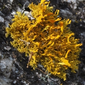 Teloschistes sp. (genus) at Tennent, ACT - 18 Feb 2016