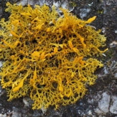 Teloschistes sp. (genus) at Tennent, ACT - 18 Feb 2016 08:59 AM