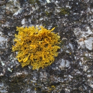 Teloschistes sp. (genus) at Tennent, ACT - 18 Feb 2016