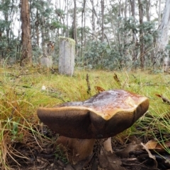 Phlebopus marginatus (Giant Bolete) at Cotter River, ACT - 29 Feb 2016 by KenT