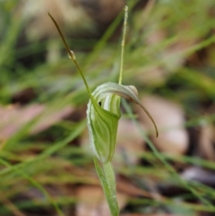 Diplodium decurvum (Summer greenhood) at Cotter River, ACT - 28 Feb 2016 by KenT