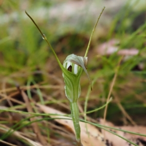 Diplodium decurvum at Cotter River, ACT - suppressed