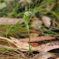 Diplodium decurvum at Cotter River, ACT - suppressed