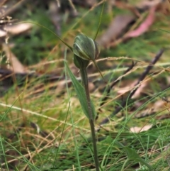 Diplodium decurvum at Cotter River, ACT - suppressed