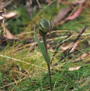 Diplodium decurvum at Cotter River, ACT - suppressed