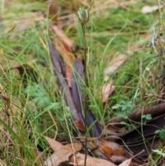 Diplodium decurvum at Cotter River, ACT - suppressed