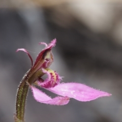 Eriochilus magenteus (Magenta Autumn Orchid) at Namadgi National Park - 18 Feb 2016 by KenT