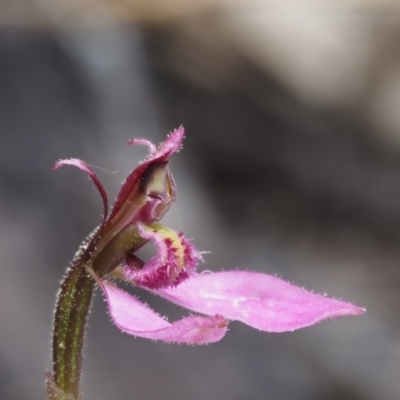 Eriochilus magenteus (Magenta Autumn Orchid) at Tennent, ACT - 18 Feb 2016 by KenT