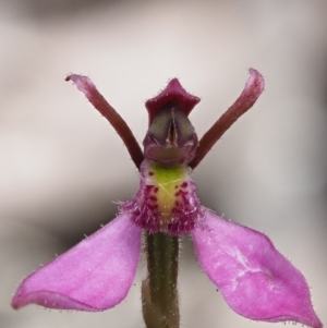 Eriochilus magenteus at Tennent, ACT - suppressed