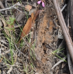 Eriochilus magenteus at Tennent, ACT - 18 Feb 2016