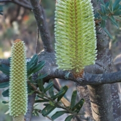 Banksia marginata (Silver Banksia) at Tennent, ACT - 18 Feb 2016 by KenT