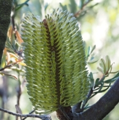 Banksia marginata at Tennent, ACT - 18 Feb 2016