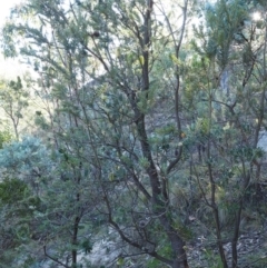 Banksia marginata at Tennent, ACT - 18 Feb 2016