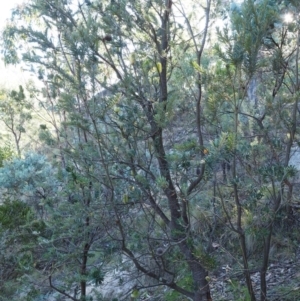 Banksia marginata at Tennent, ACT - 18 Feb 2016