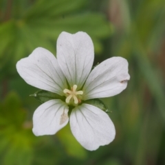 Geranium potentilloides var. abditum at Cotter River, ACT - 18 Jan 2016 by KenT