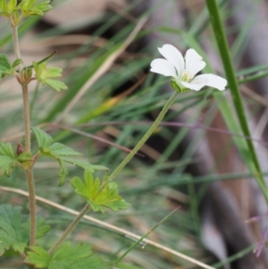 Geranium potentilloides var. abditum at Cotter River, ACT - 18 Jan 2016