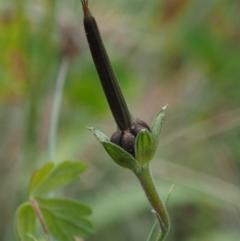 Geranium potentilloides var. abditum at Cotter River, ACT - 18 Jan 2016