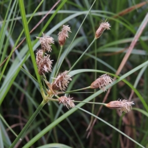 Bolboschoenus medianus at Paddys River, ACT - 21 Dec 2015