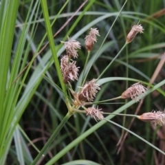 Bolboschoenus medianus at Paddys River, ACT - 21 Dec 2015