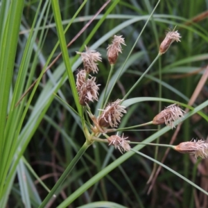 Bolboschoenus medianus at Paddys River, ACT - 21 Dec 2015