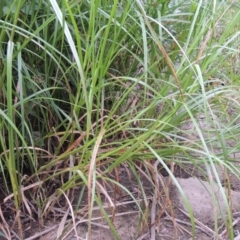 Bolboschoenus medianus at Paddys River, ACT - 21 Dec 2015 07:30 PM