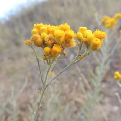 Chrysocephalum semipapposum (Clustered Everlasting) at Tharwa, ACT - 24 Dec 2015 by MichaelBedingfield